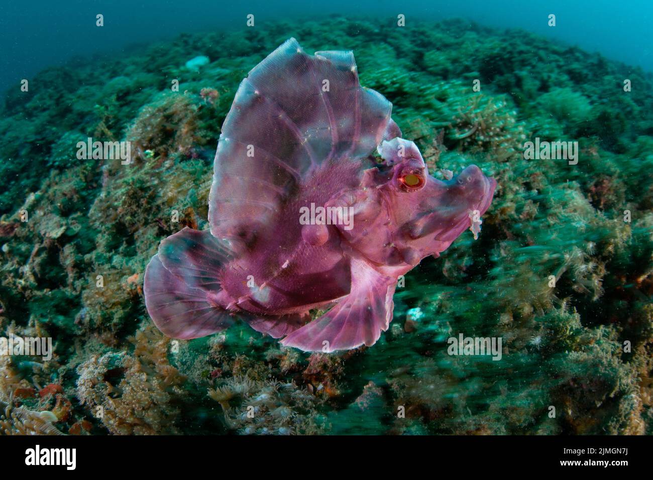 A Paddle-flap scorpionfish, Rhinopias eschmeyeri, is found on the seafloor of Lembeh Strait, Indonesia. This is an extremely rare species of fish. Stock Photo
