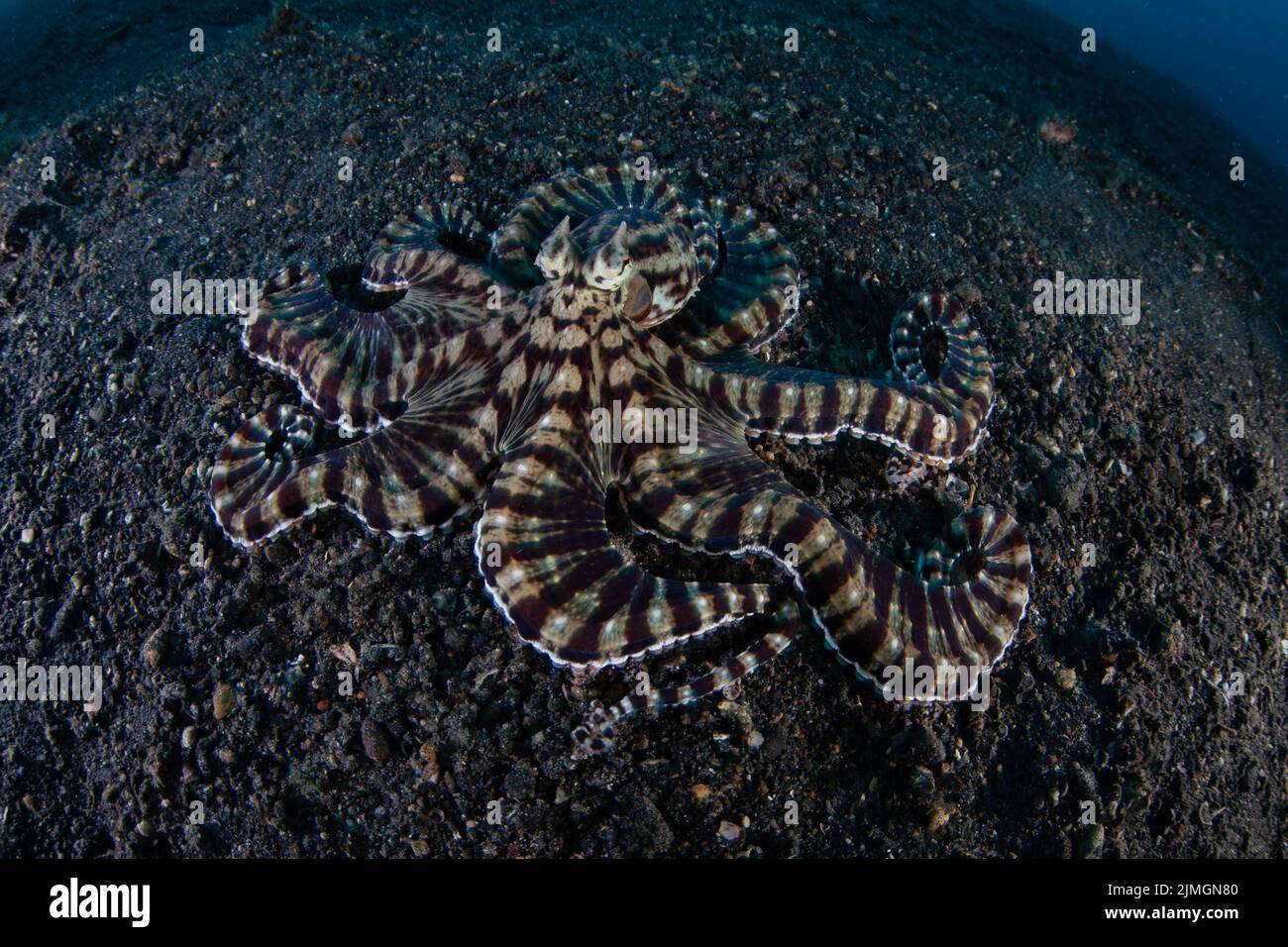A Mimic octopus, Thaumoctopus mimicus, is found crawling across the black sand of Lembeh Strait, Indonesia. This unusual creature mimics other species. Stock Photo