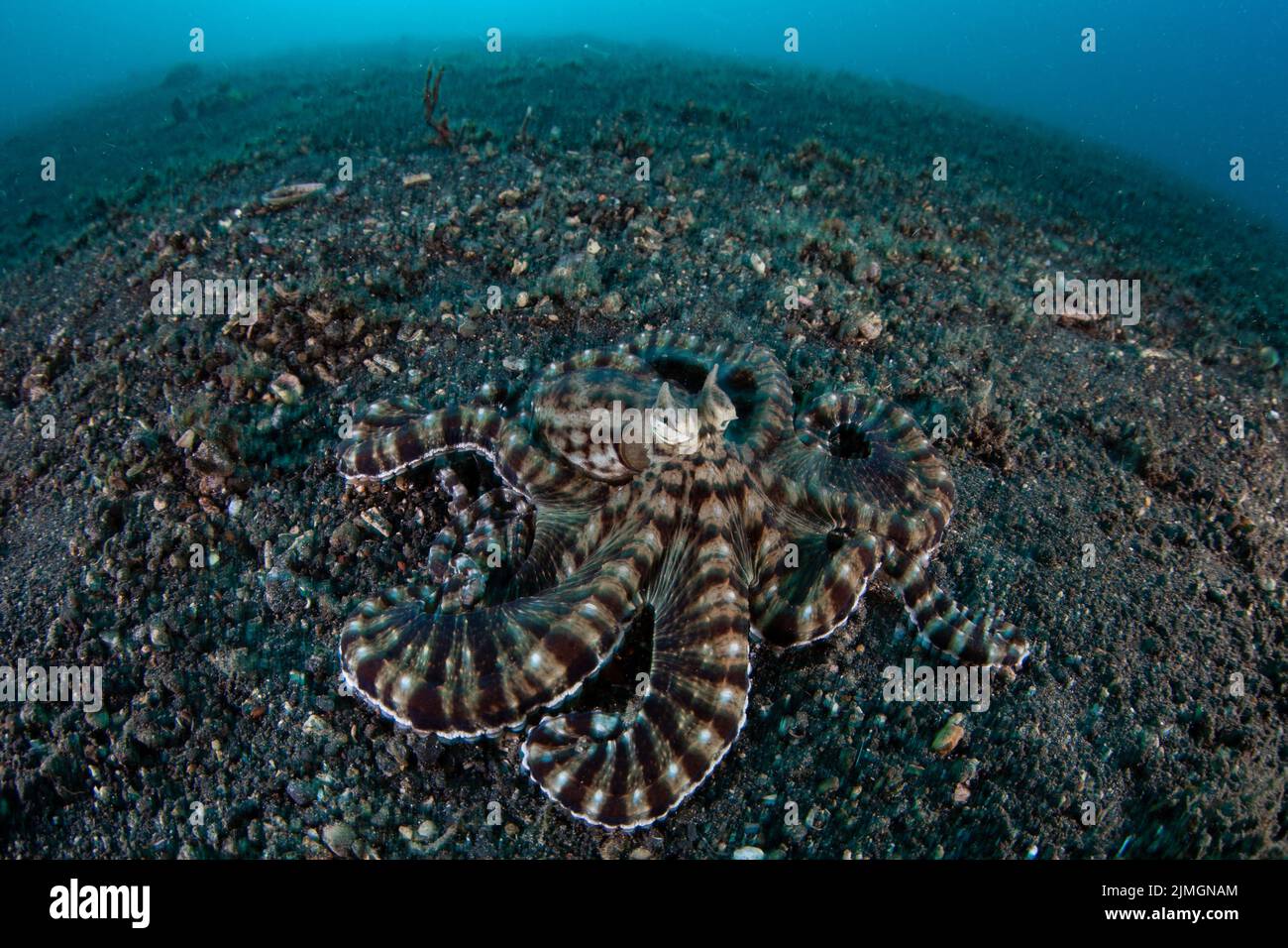 A Mimic octopus, Thaumoctopus mimicus, is found crawling across the black sand of Lembeh Strait, Indonesia. This unusual creature mimics other species. Stock Photo