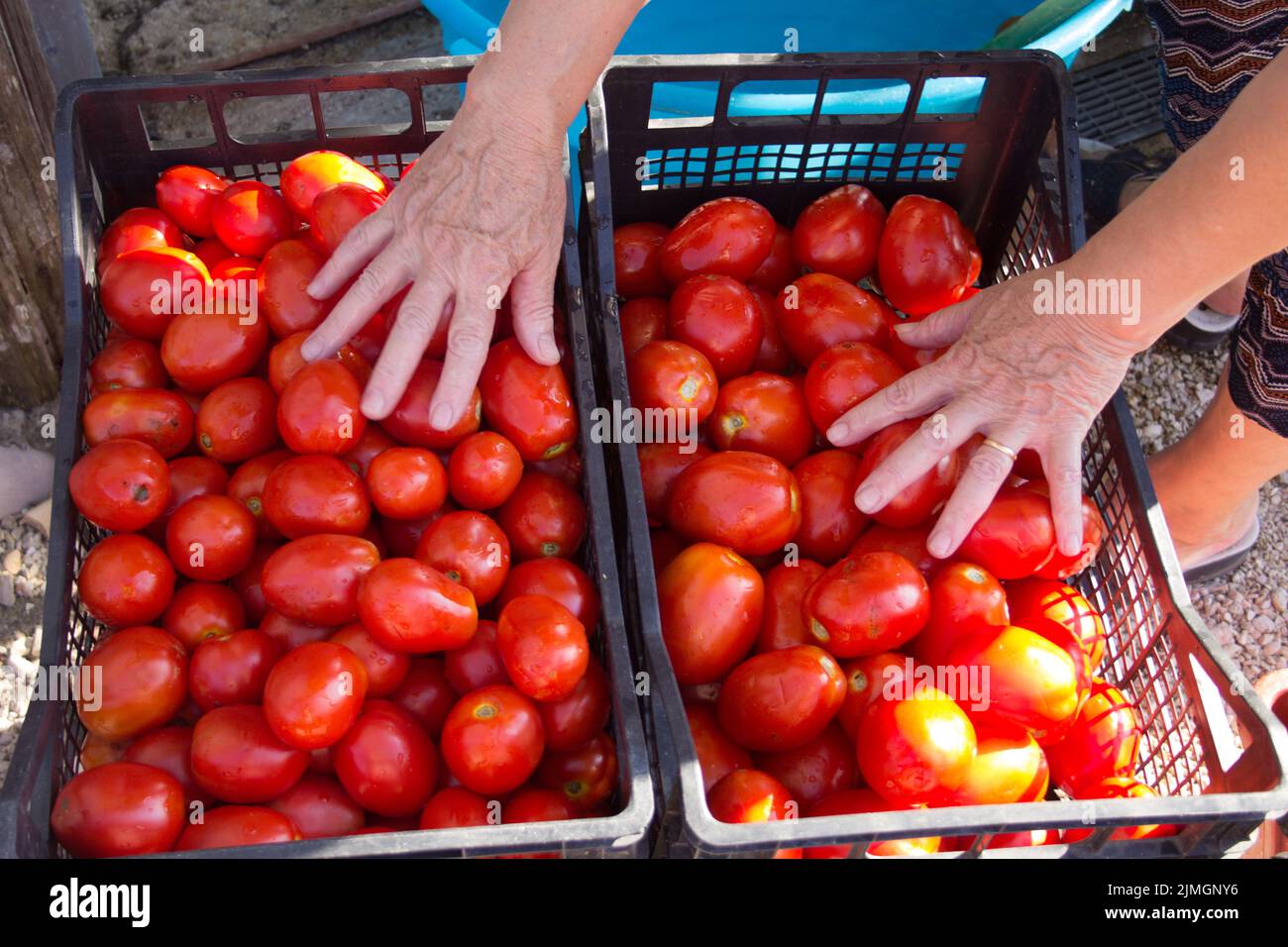 Image of a woman's hands arranging tomatoes into crates. Preparation for the tomato puree Stock Photo