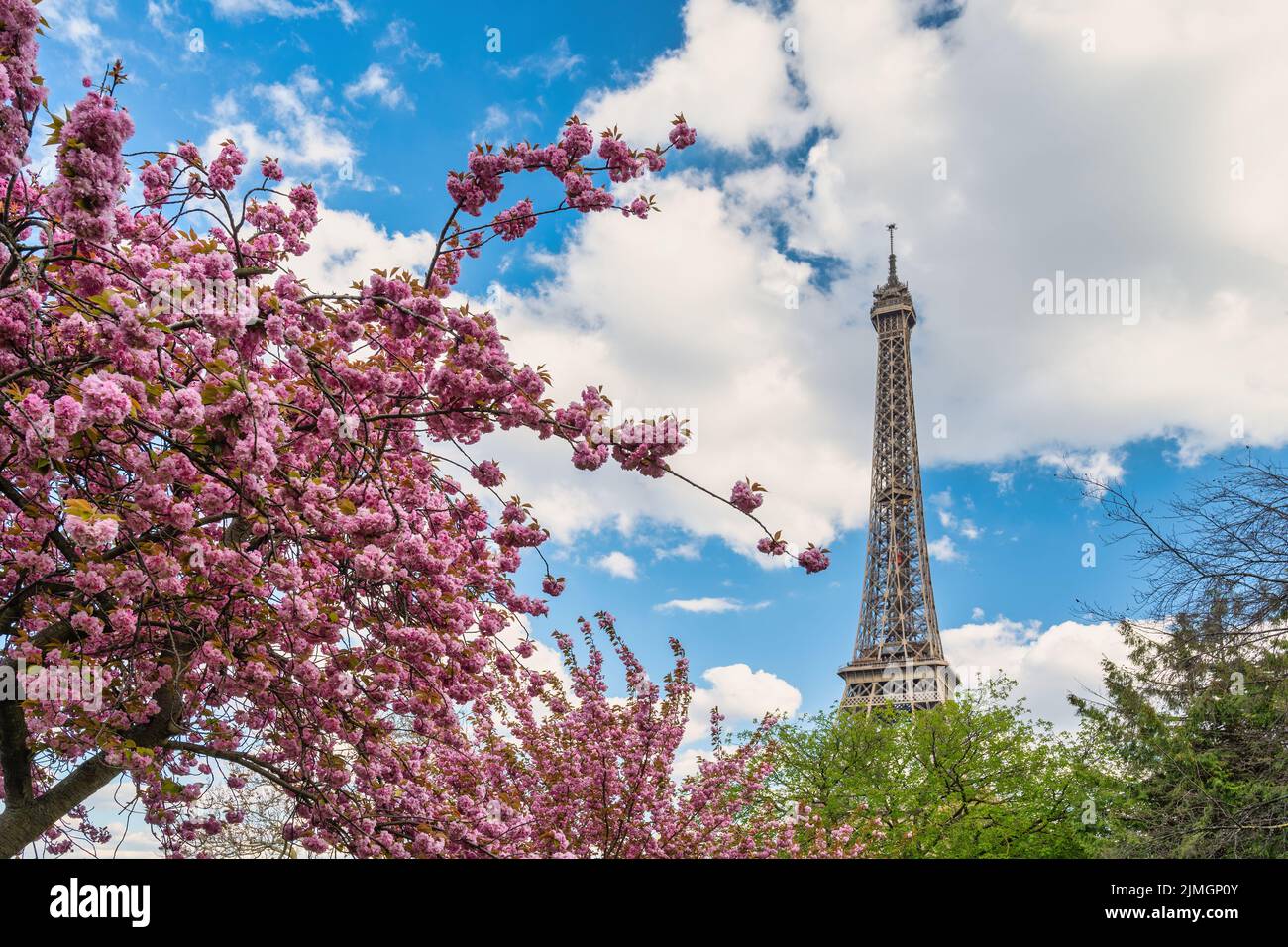 Paris France, city skyline at Eiffel Tower and old building architecture with spring cherry blossom Stock Photo