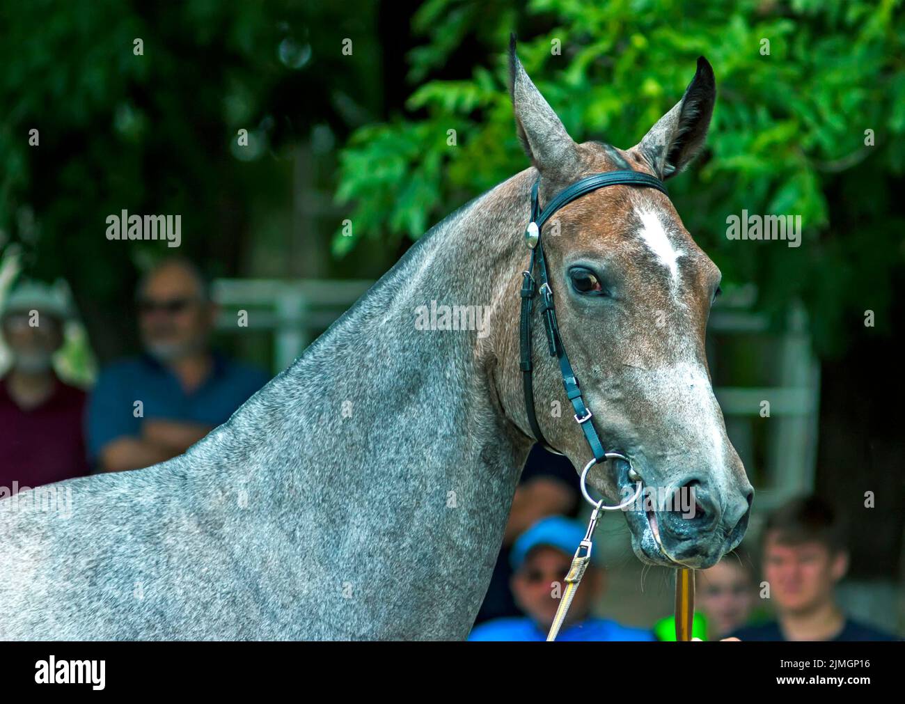 Portrait of beautiful grey akhal-teke horse Stock Photo