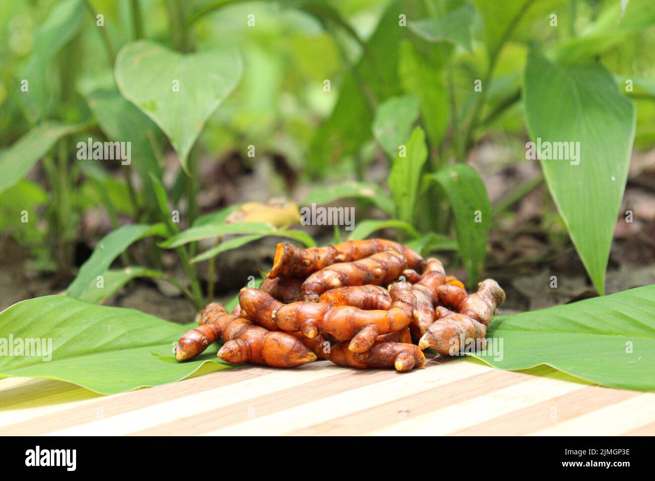 raw turmeric stock with tree on farm for harvest Stock Photo Alamy