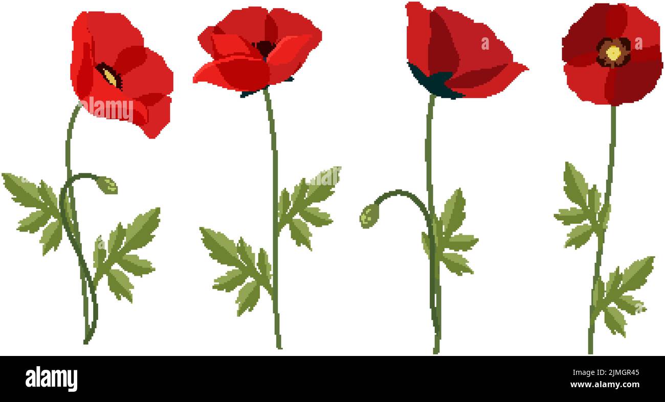 Set of poppy flowers on white background illustration Stock Vector ...