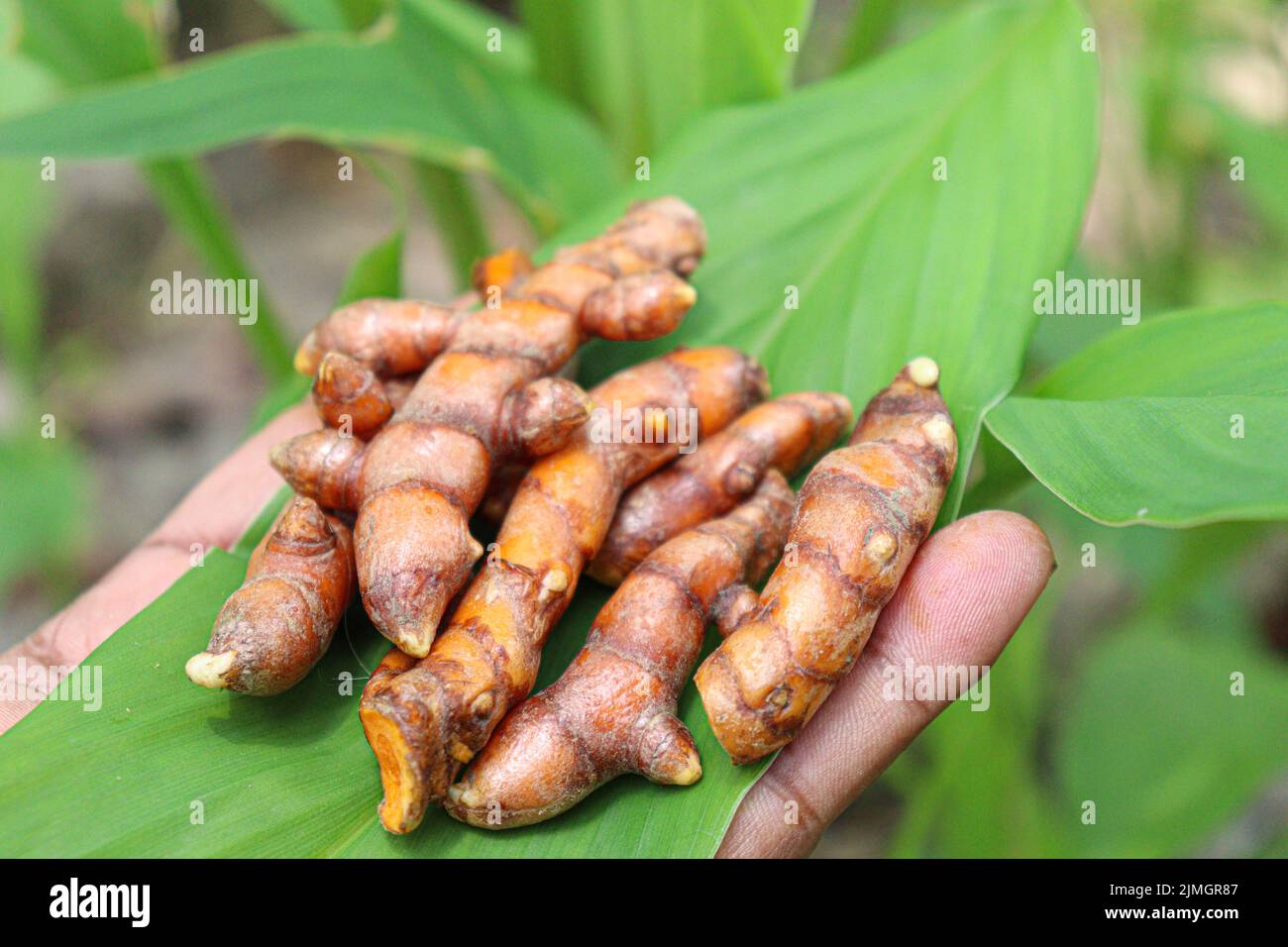 raw turmeric stock with tree on farm for harvest Stock Photo Alamy