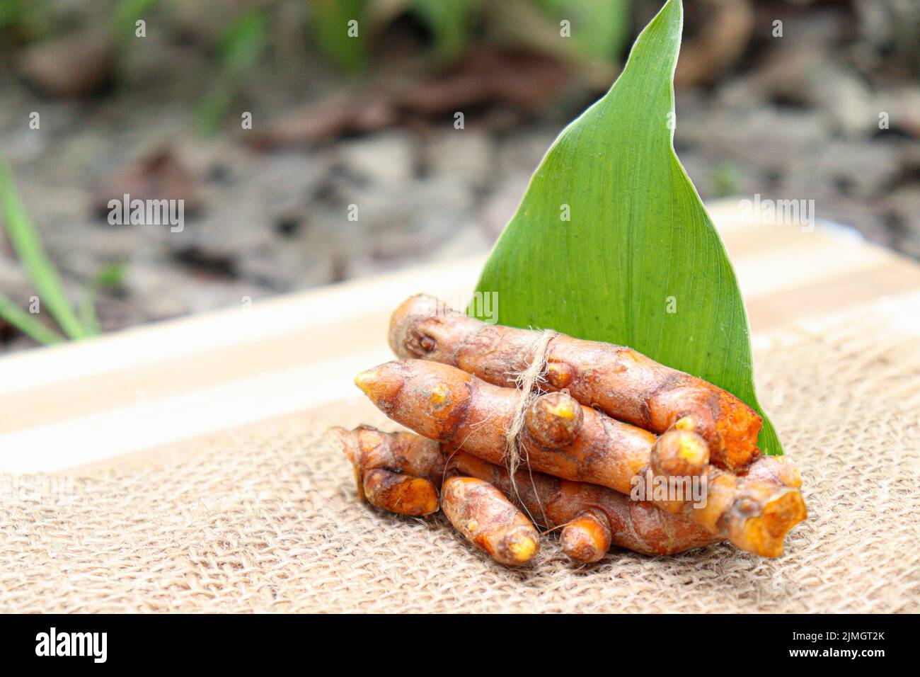raw turmeric stock with leaf on farm for harvest Stock Photo Alamy
