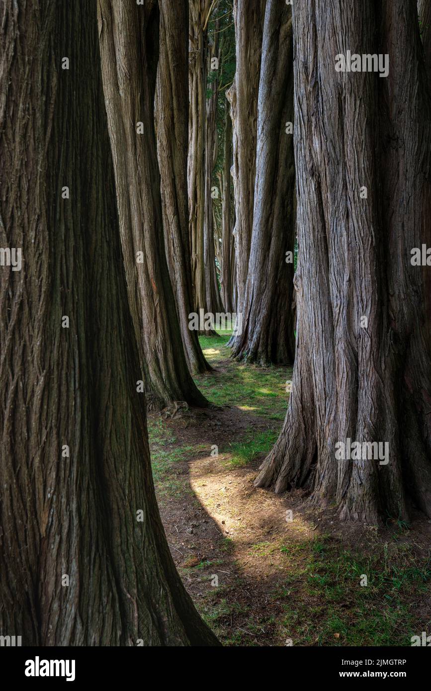 A sunlit path through dense tree trunks Stock Photo