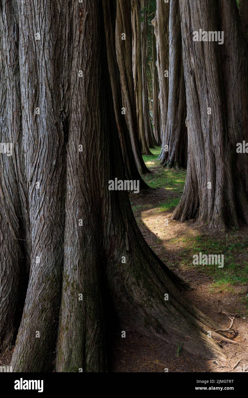 A sunlit path through dense tree trunks Stock Photo