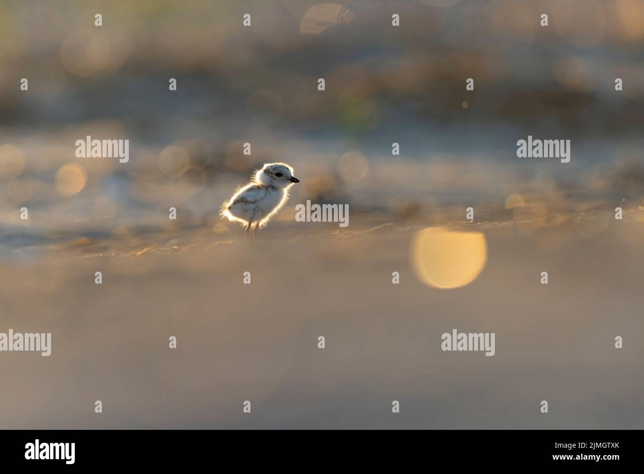 A piping plover (Charadrius melodus) fledgling foraging back lit in the morning sun on the beach. Stock Photo