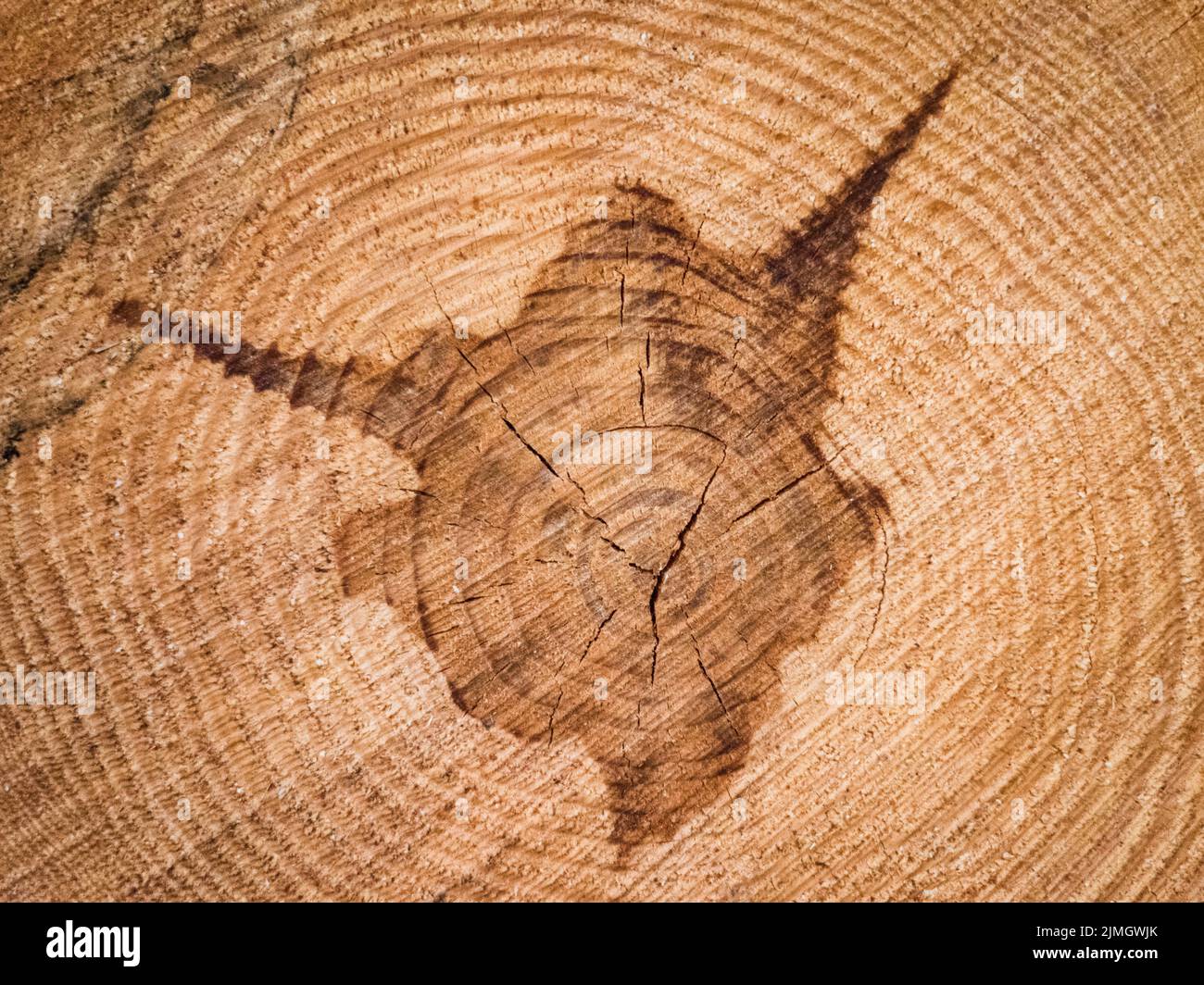 Close-up of a cross-section of a tree trunk.Texture of a cut tree with annual rings.Tree trunk cutaway.Wood texture background Stock Photo