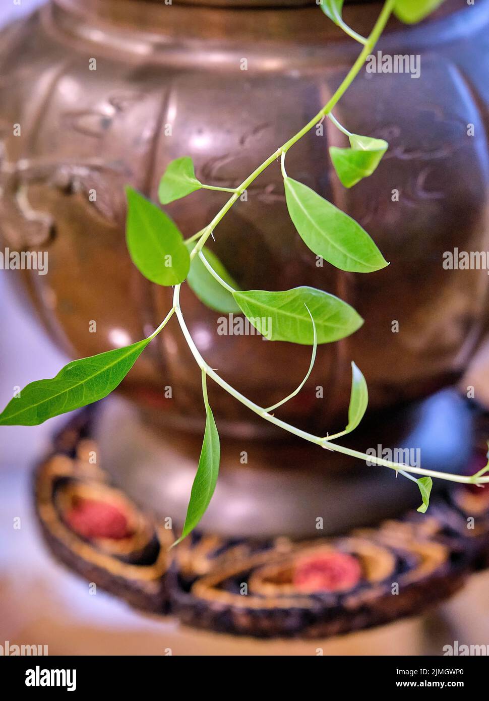 A green houseplant vine hangs outside a decorative brass pot. Stock Photo