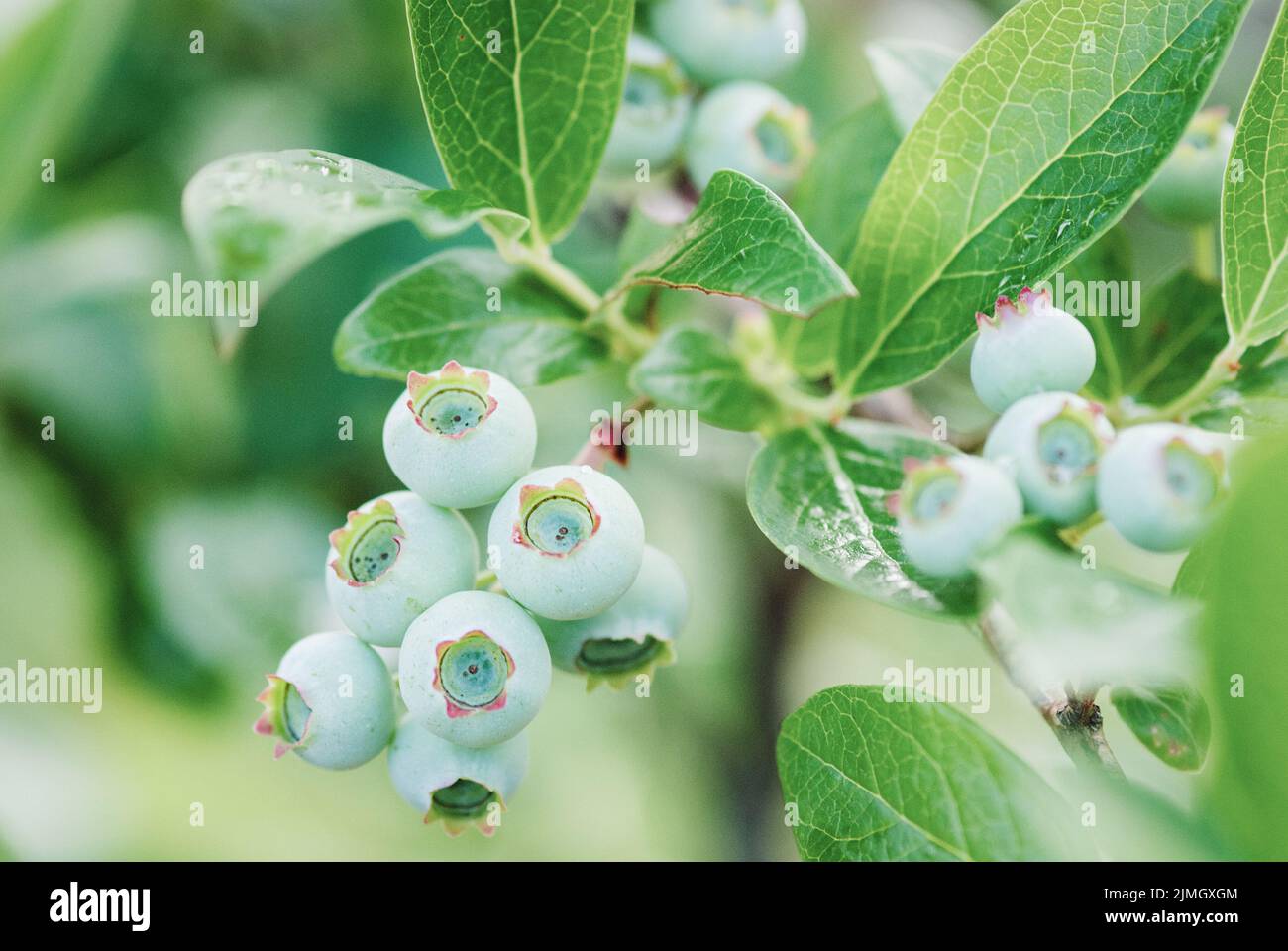 Green blueberry growing on bush, unripe Vaccinium berry fruit closeup Stock Photo