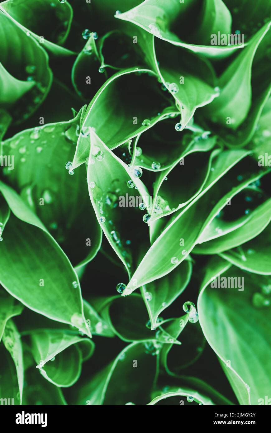 Green leaves with water drops, plant backgrounds Stock Photo Alamy