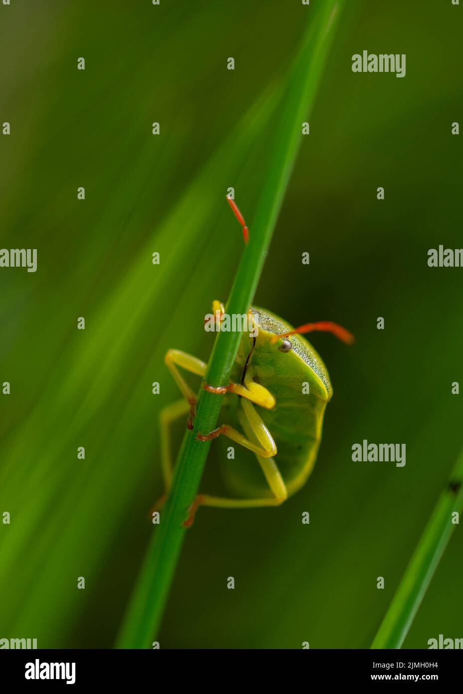 A Green Shield Bug (Palomena prasina) walking along a leaf. Stock Photo