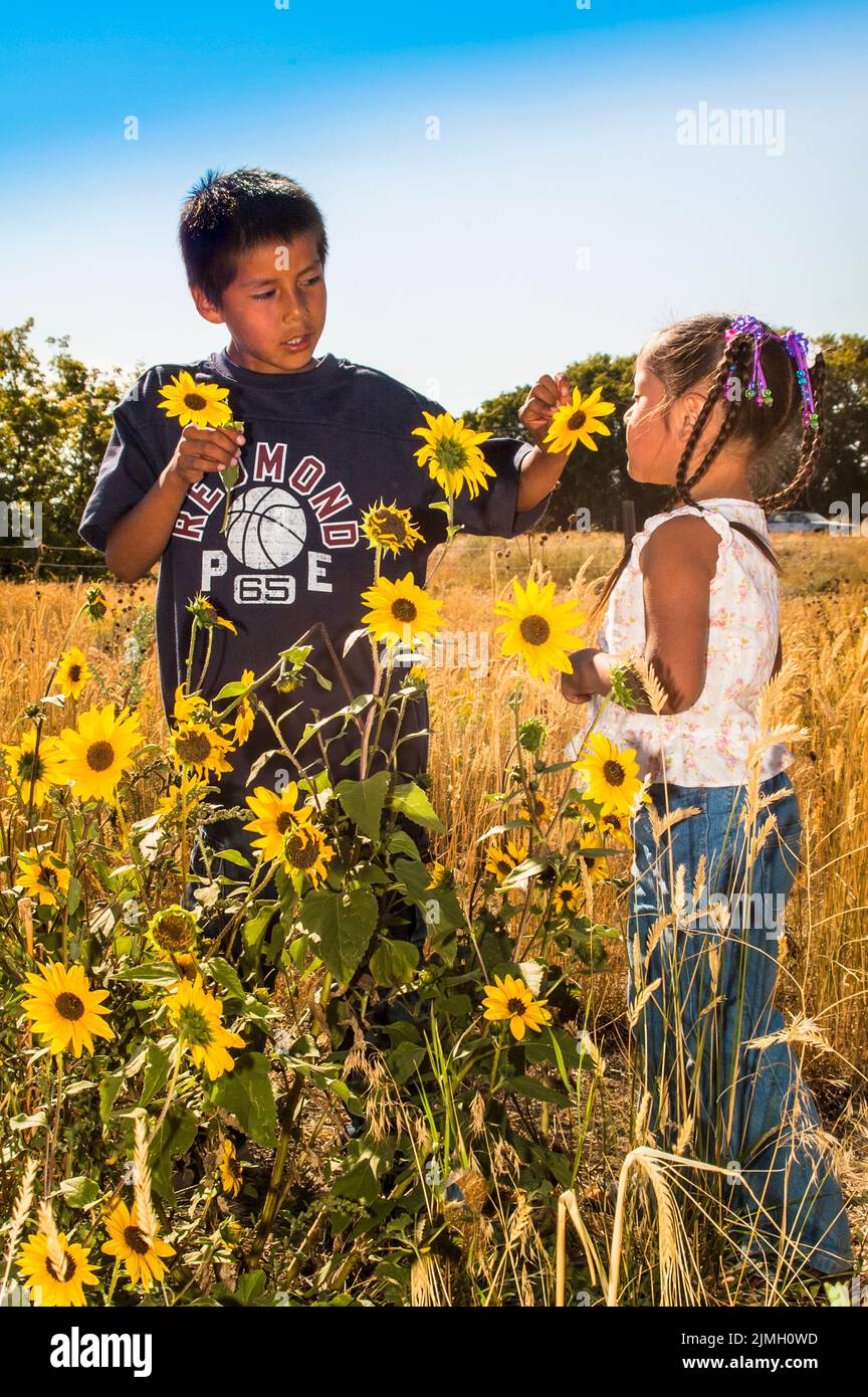 Two children, brother and sister, pick wild sunflowers together on the Fort Hall Indian Reservation, Idaho Stock Photo