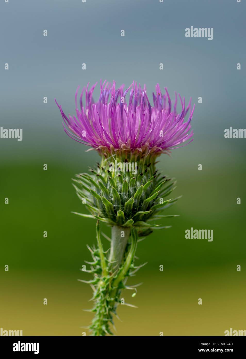 Carduus crispus, the curly plumeless thistle or welted thistle purple flower. Stock Photo