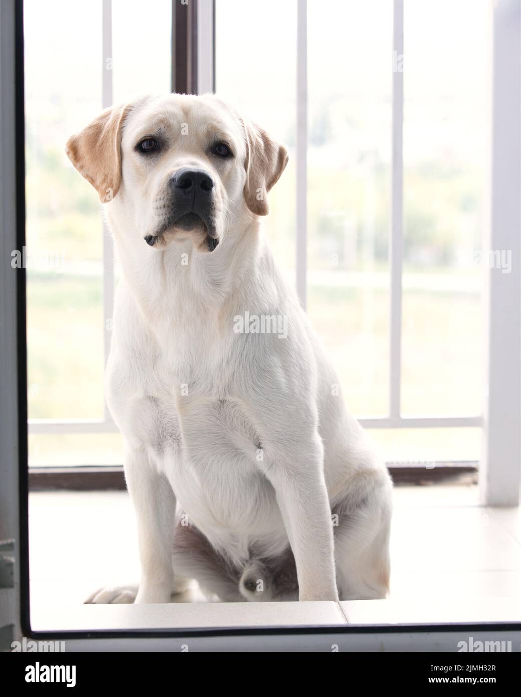 Labrador dog waits owner. It is sitting on white floor near closed glassy door Stock Photo