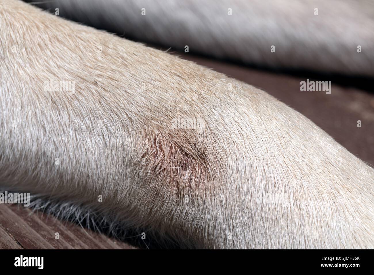Fungal infectious disease in dogs on their paws. Stock Photo