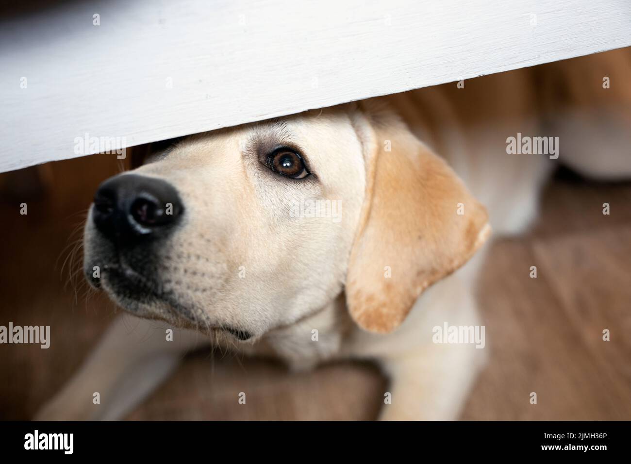 Begging dog looks out from under table, asks for food. Stock Photo