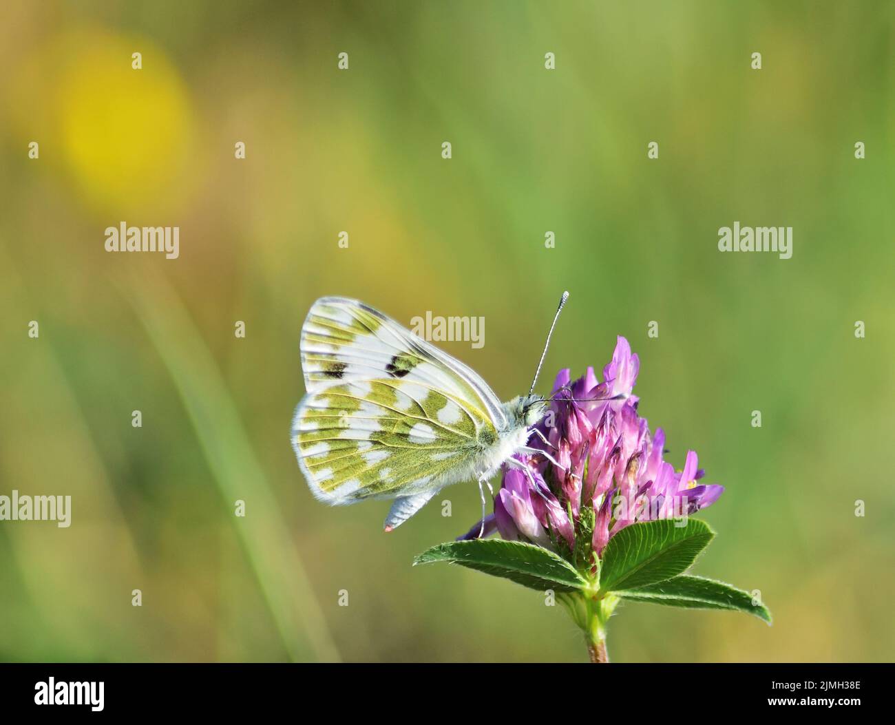 Pontia daplidice, the Bath white, is a small butterfly of the family Pieridae, the yellows and whites, which occurs in the Palearctic region. Stock Photo