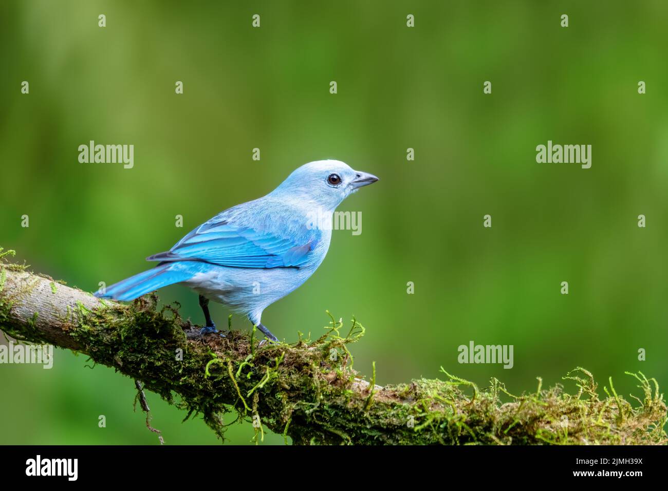 Blue-gray tanager, Thraupis episcopus, Costa Rica Stock Photo