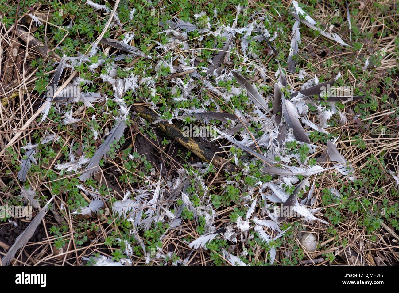 Tattered bird feathers on the ground in the forest. Bird caught by predator. Stock Photo