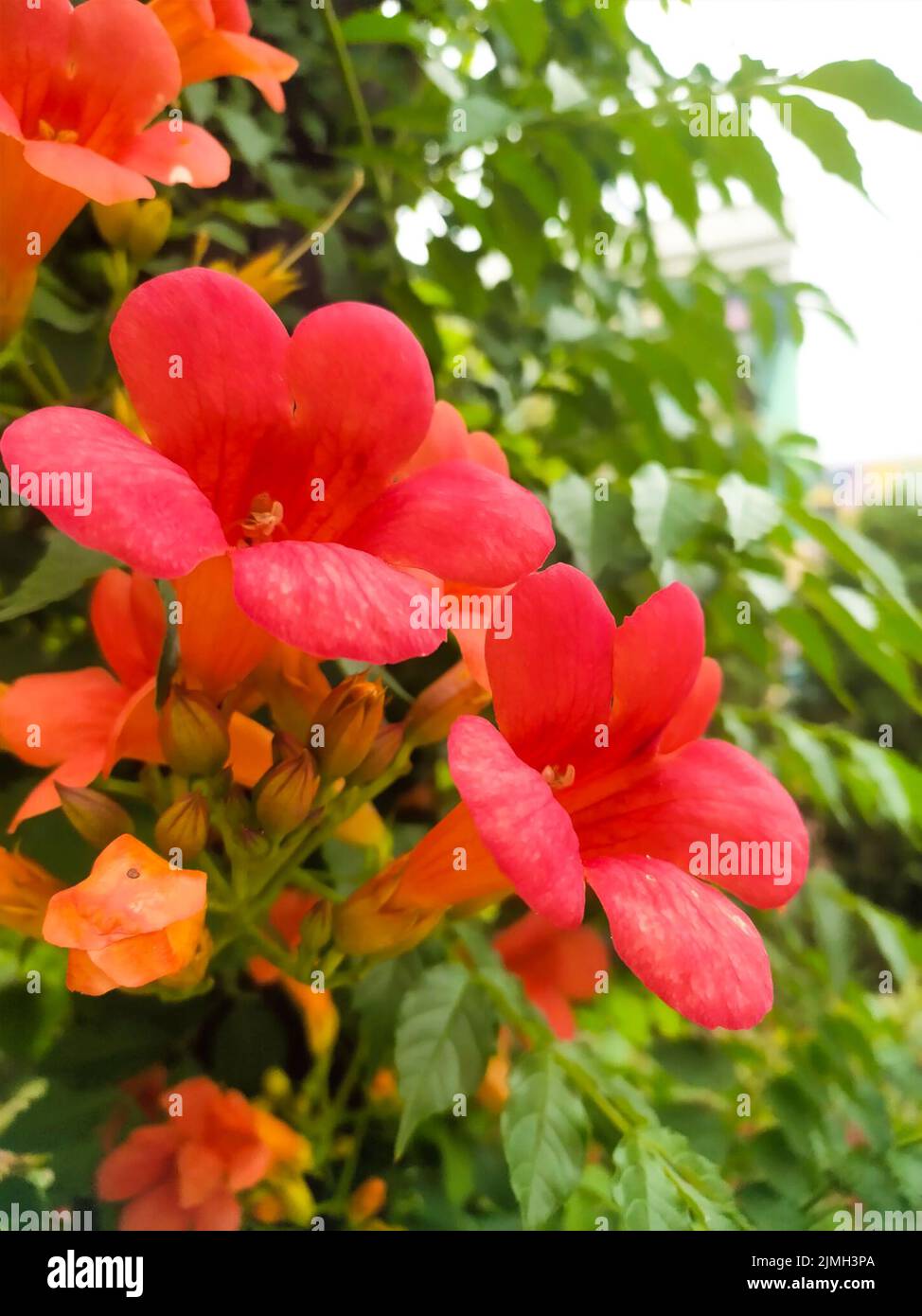 Closeup chinese trumpet vine hi-res stock photography and images - Alamy