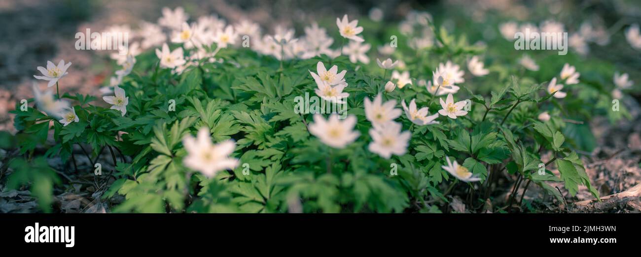 Background blooming forest moss hi-res stock photography and images - Alamy