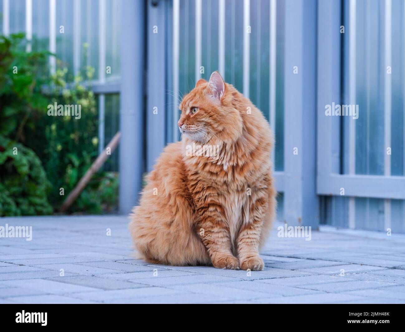 A ginger cat sitting in front of a gate. Close up. Stock Photo