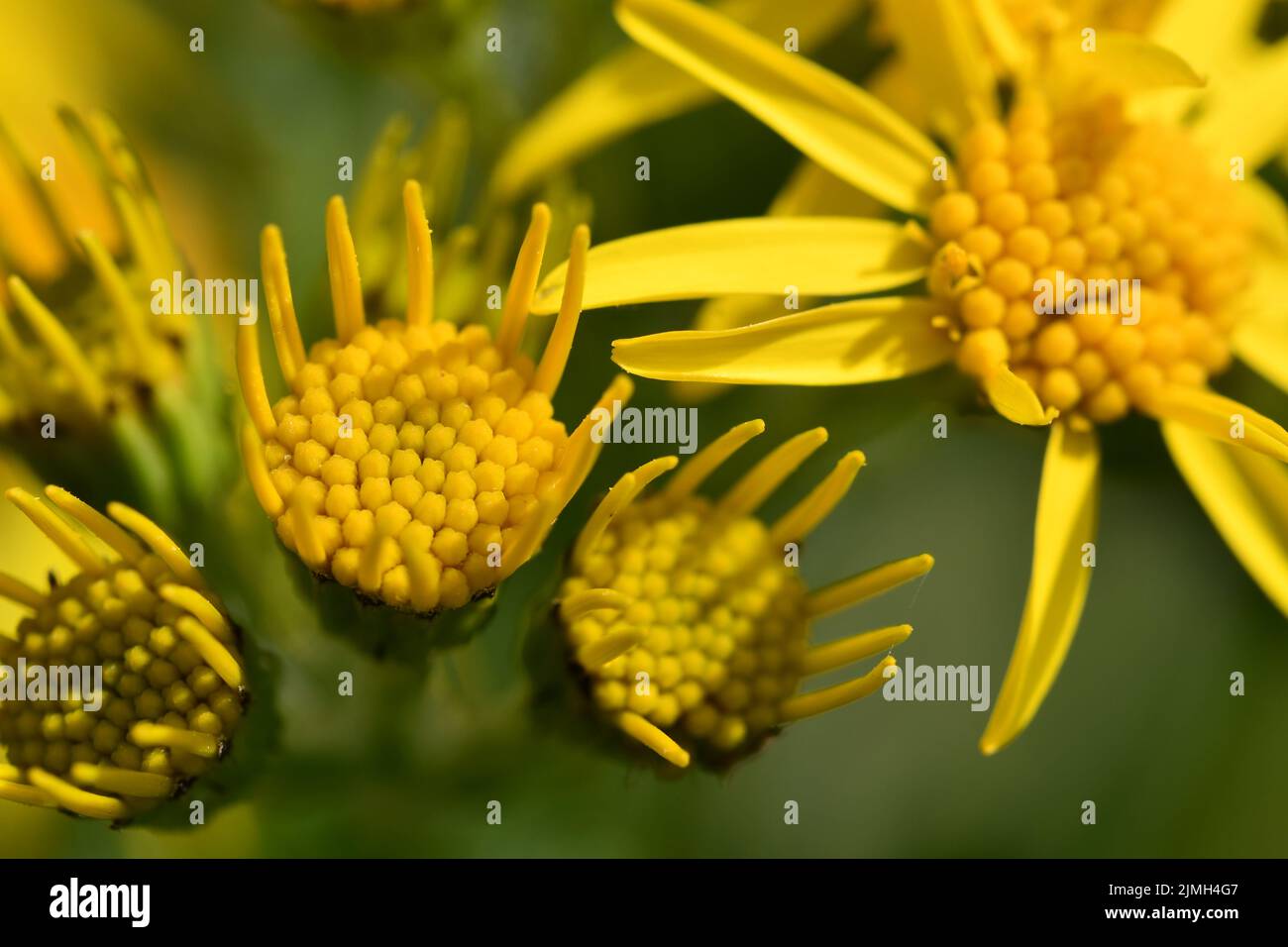 yellow flowers, Kilkenny, Ireland Stock Photo Alamy