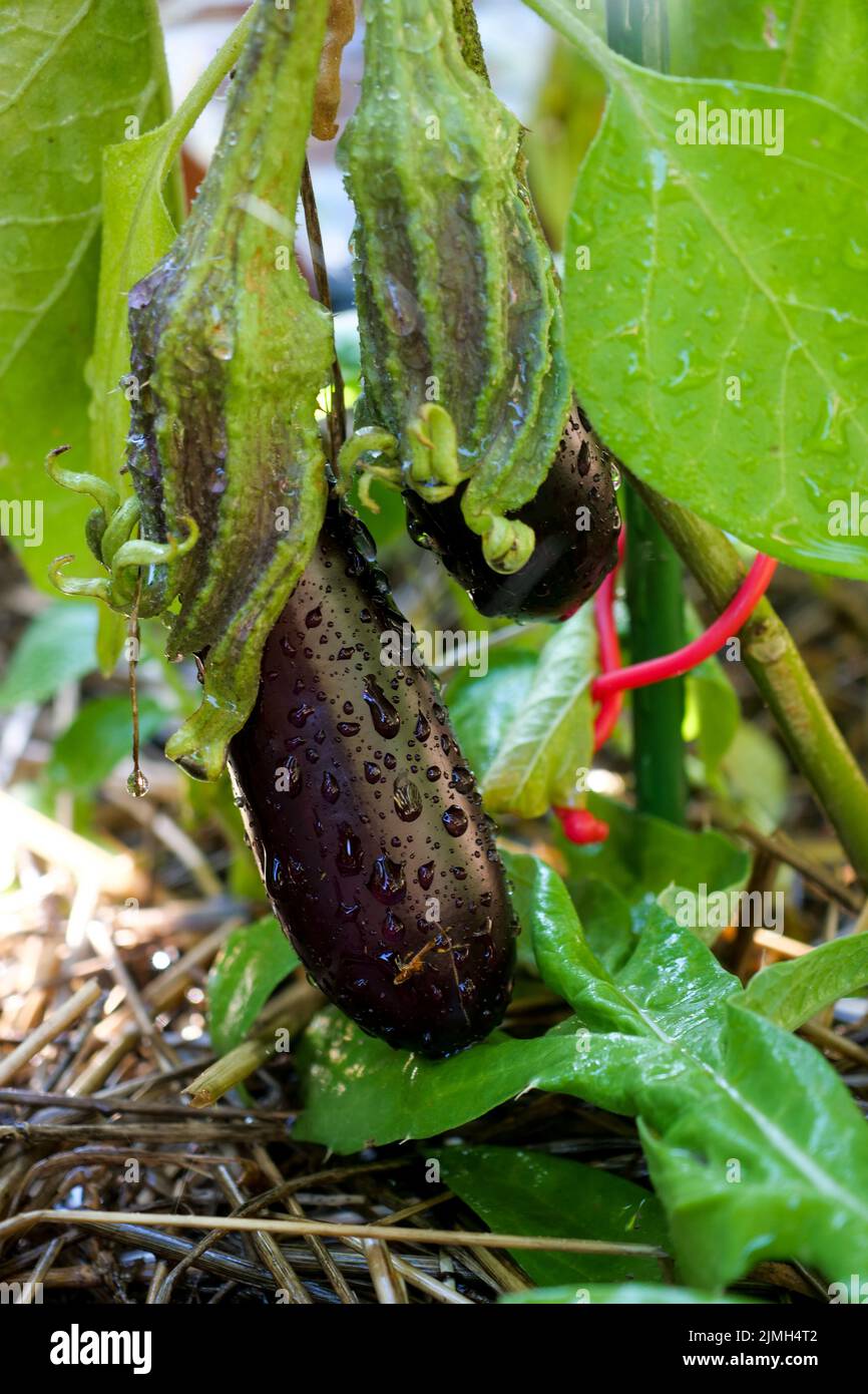 Small eggplant growing in an organic garden, Bron, Rhone, AURA Region