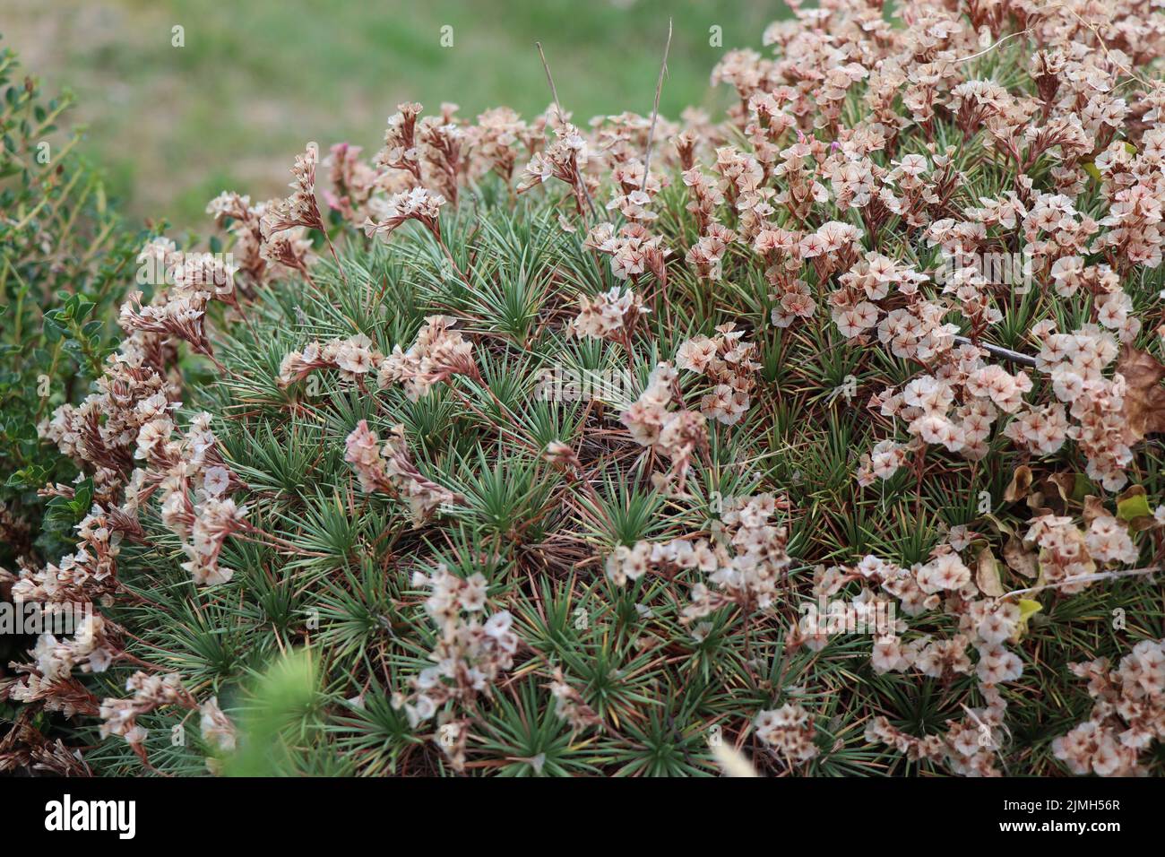 Acantholimon albanicum plant. Plumbaginaceae family Stock Photo