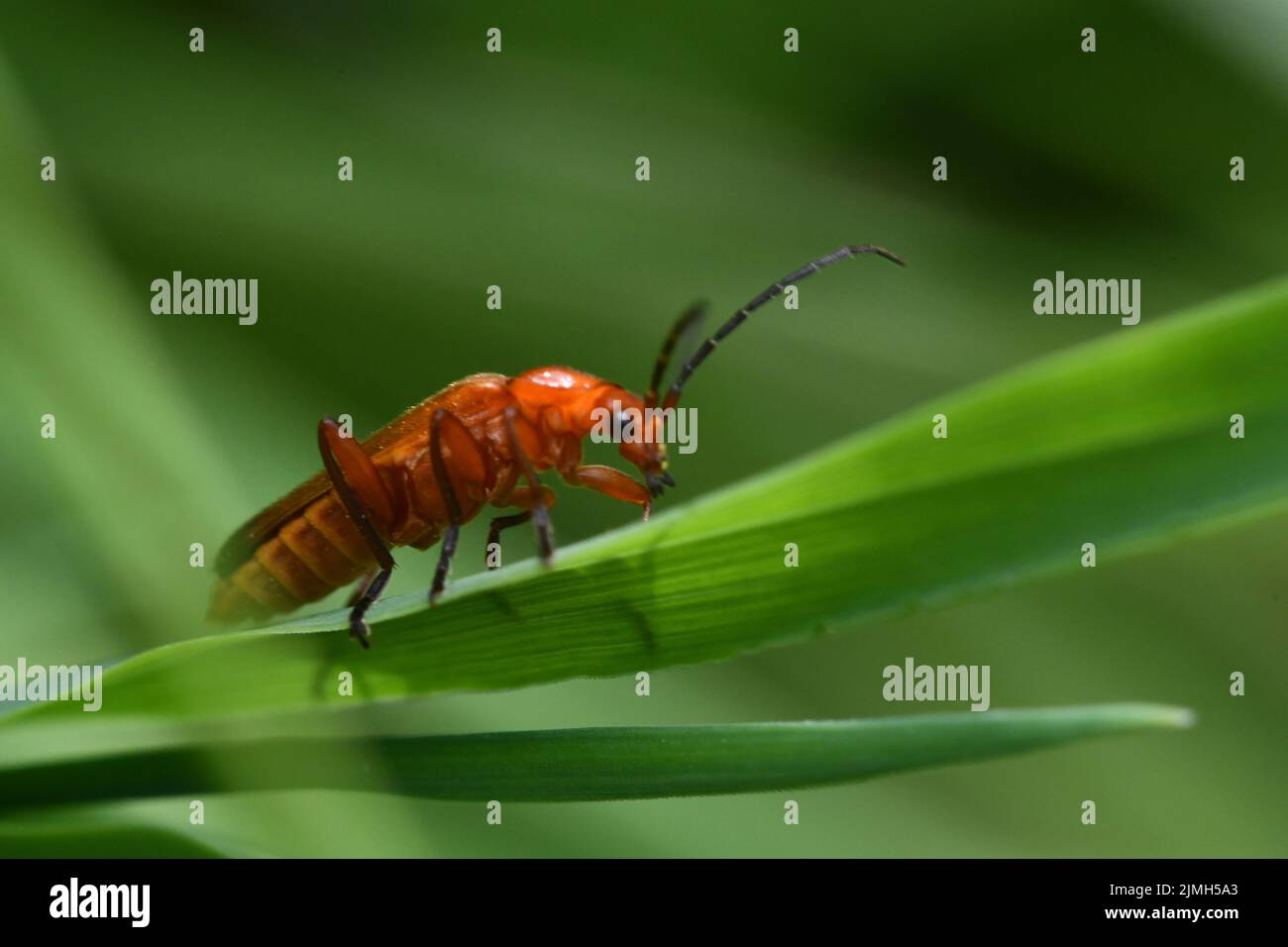 Rhagonycha fulva, red soldier beetle, the bloodsucker beetle, the