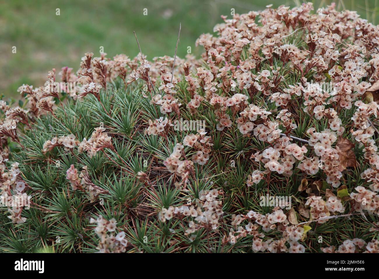 Acantholimon albanicum plant. Plumbaginaceae family Stock Photo