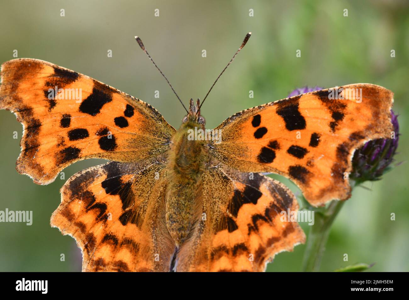 Comma (Polygonia c-album) butterfly, Kilkenny, Ireland Stock Photo