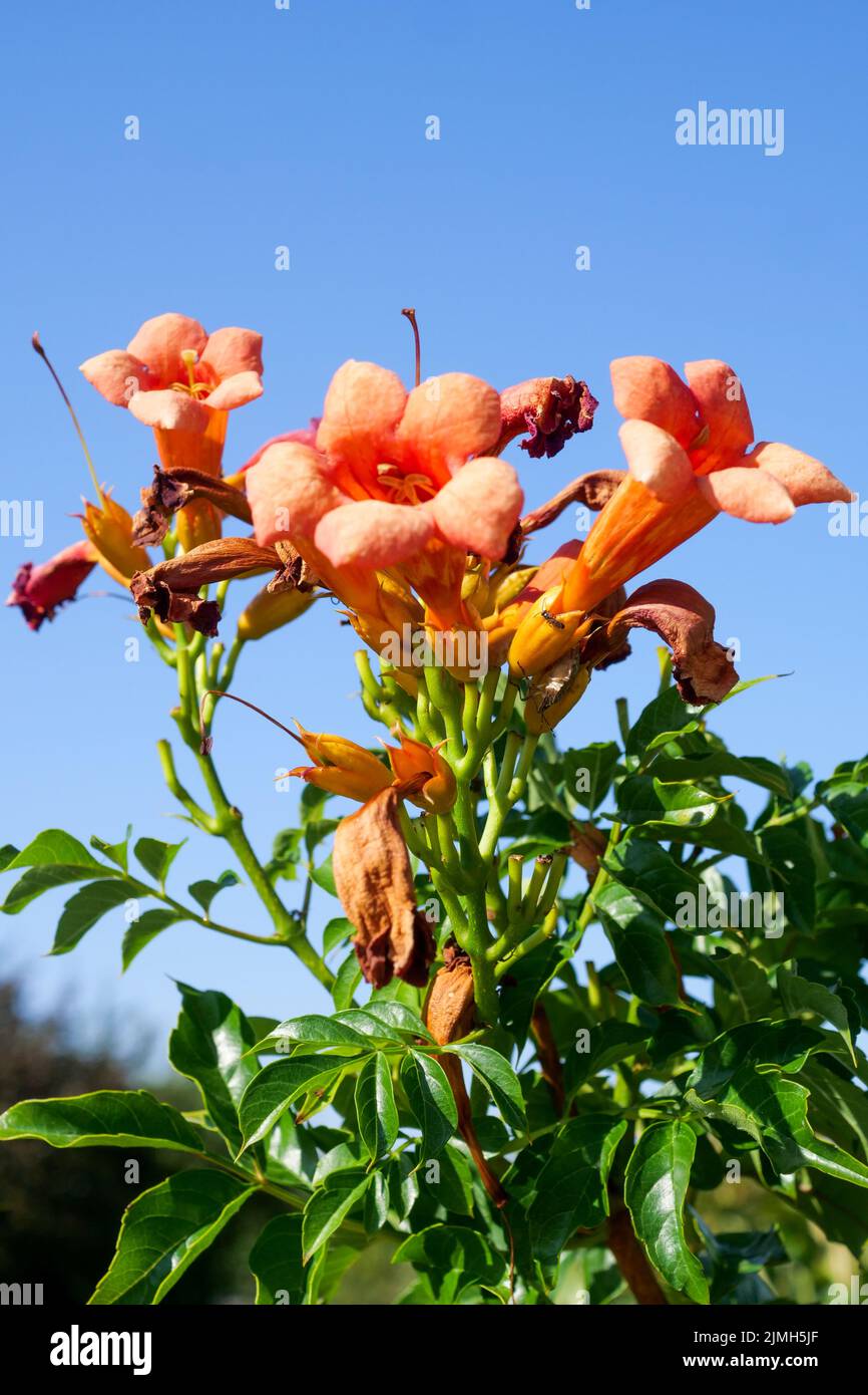 Campis radicans flowers suffering from heat wave, private garden, Bron, Rhone, AURA Region, Central-Eastern France Stock Photo