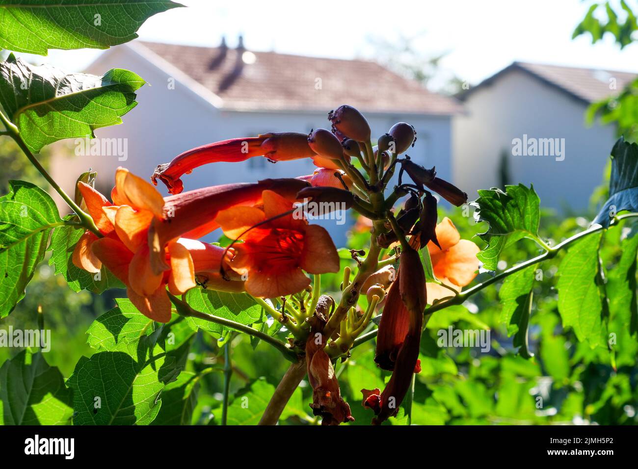 Campis radicans flowers suffering from heat wave, private garden, Bron, Rhone, AURA Region, Central-Eastern France Stock Photo