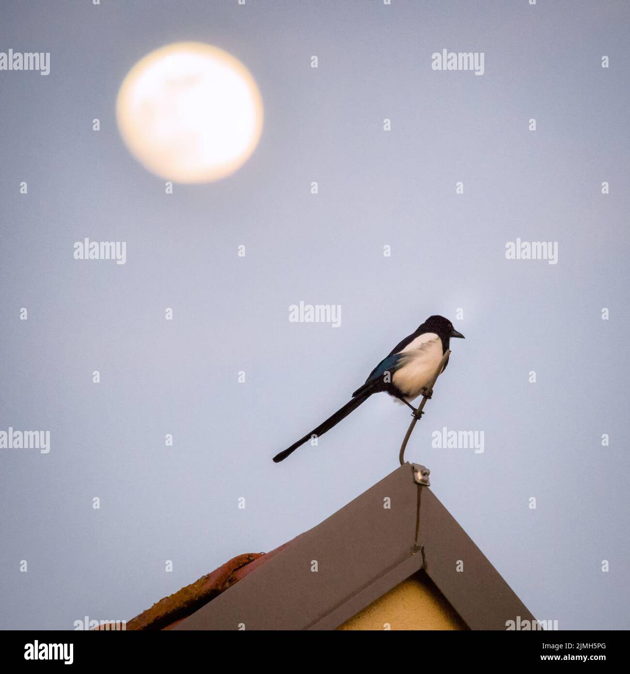 Closeup shot of a Eurasian magpie bird perched on a roof Stock Photo