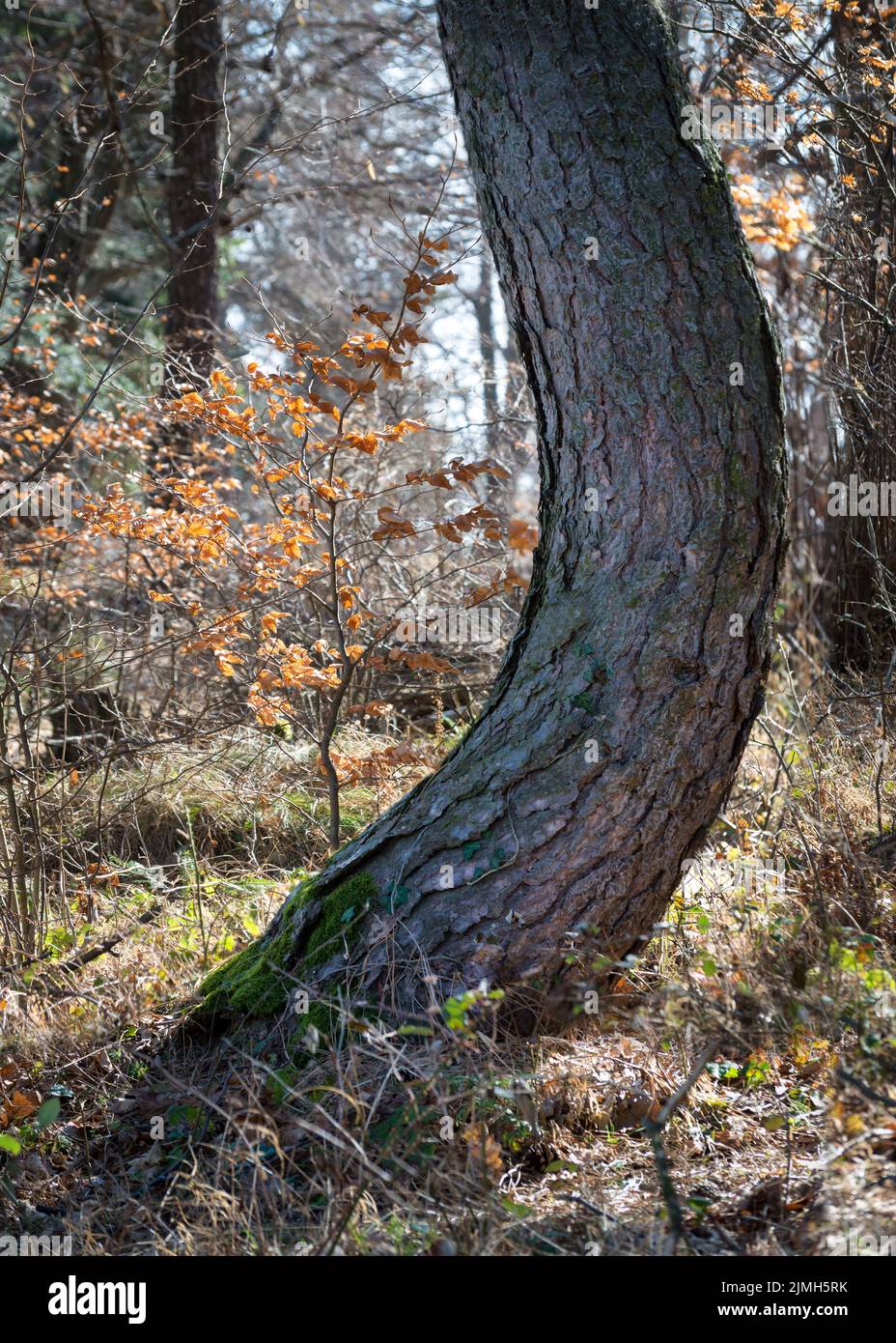 Old Oak Tree Trunk Stock Photo
