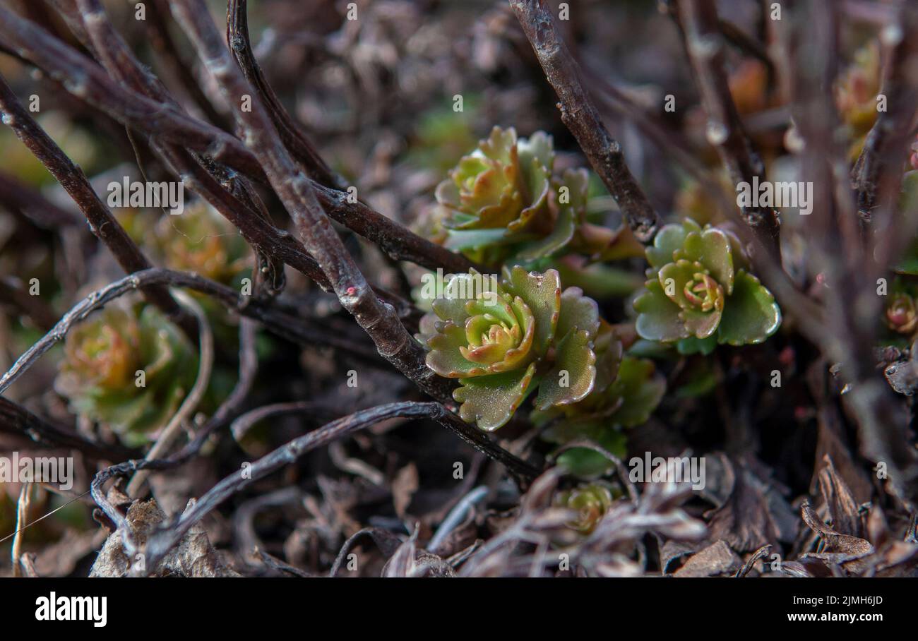 The Caucasian stonecrop also known as  Two-row stonecrop (Sedum spurium) green leaves in winter. Stock Photo