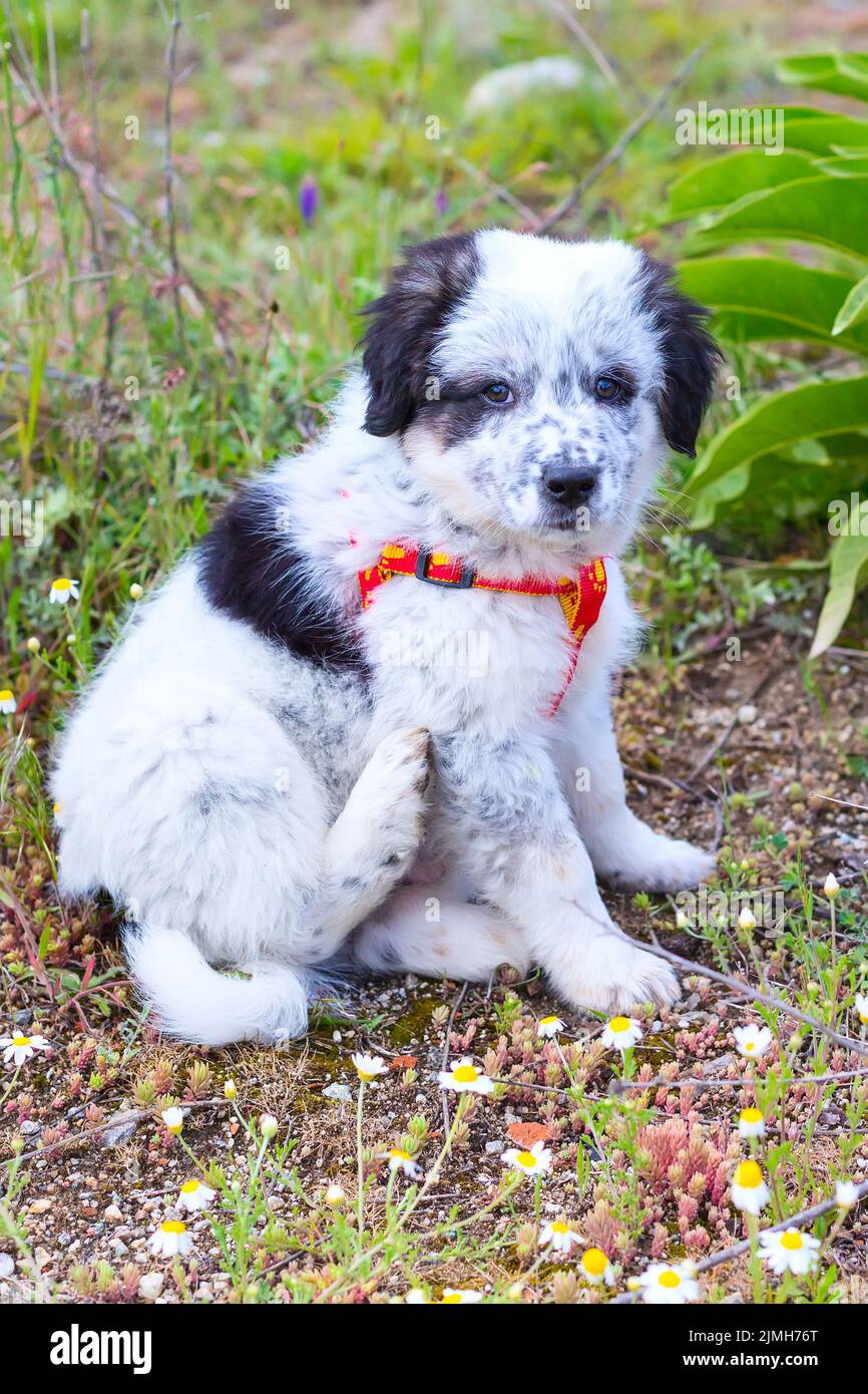 Puppy sitting in the grass, close up portrait Stock Photo - Alamy