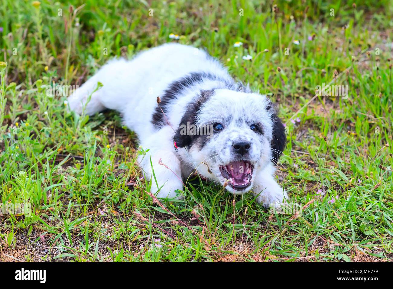 Puppy lying in the grass and barking, close up portrait Stock Photo