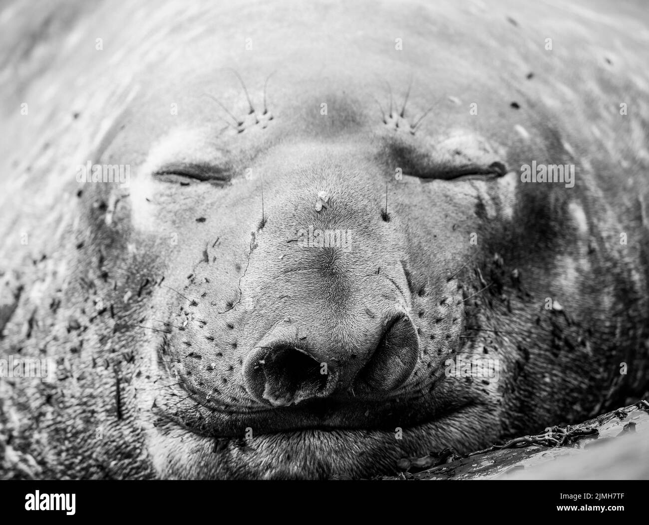 The southern elephant seal (Mirounga leonina) is the largest of the