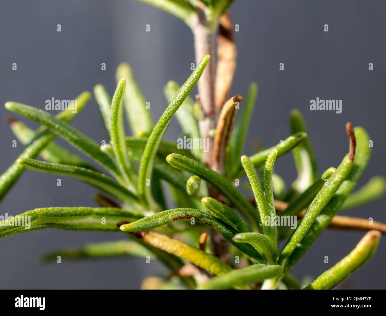 selfcultivated rosemary in a raised bed in summer Stock Photo Alamy