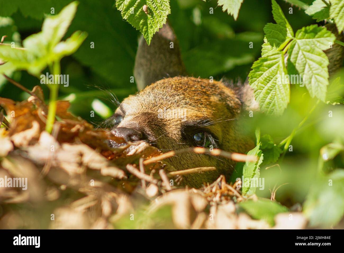Roe deer fawn (Capreolus capreolus) hiding in the bushes on the forest floor Stock Photo