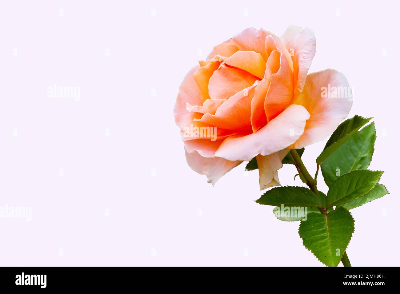 Beautiful rose flower hi-res stock photography and images - Alamy