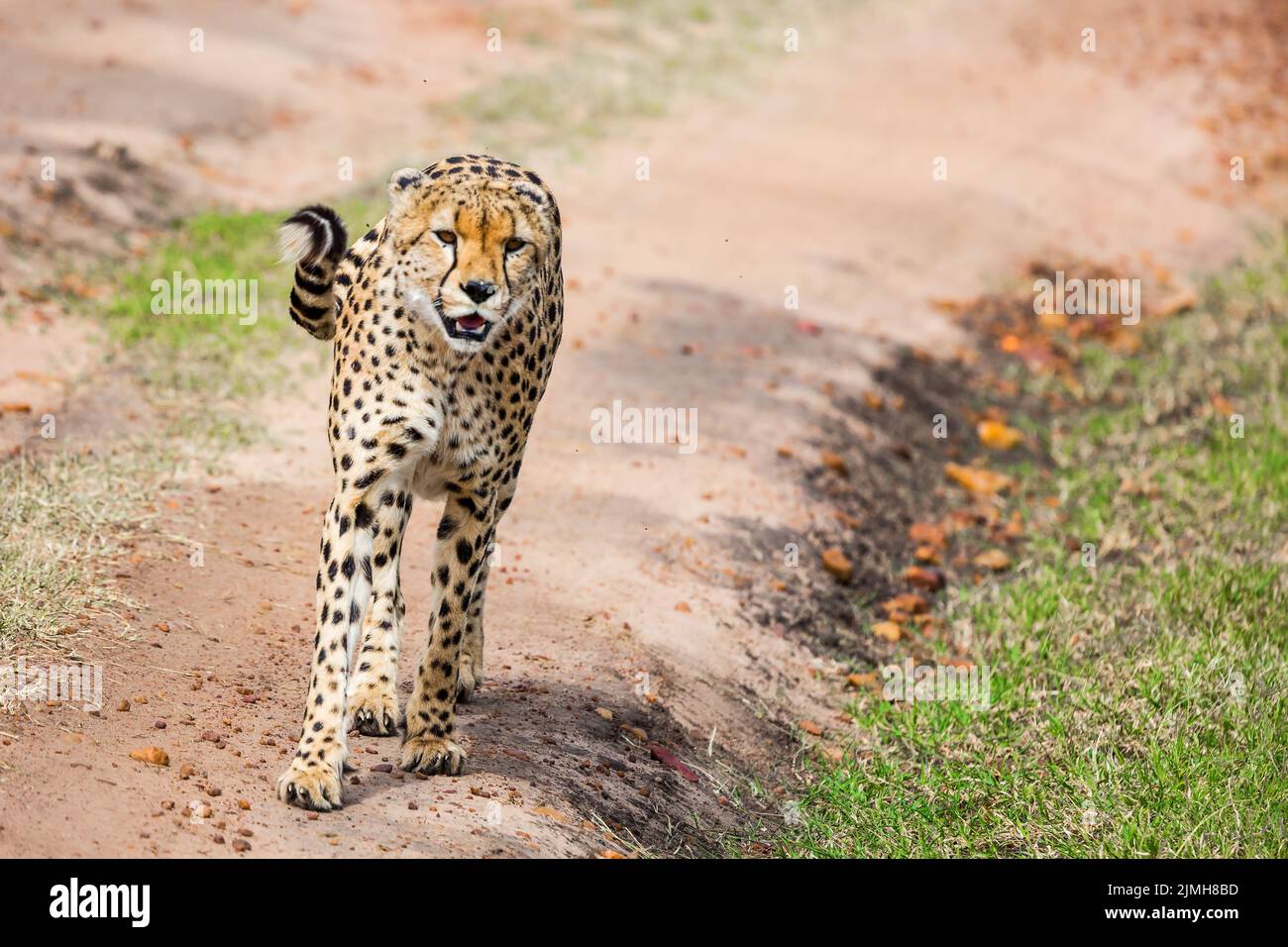 Predatory mammals in Masai Mara Park Stock Photo