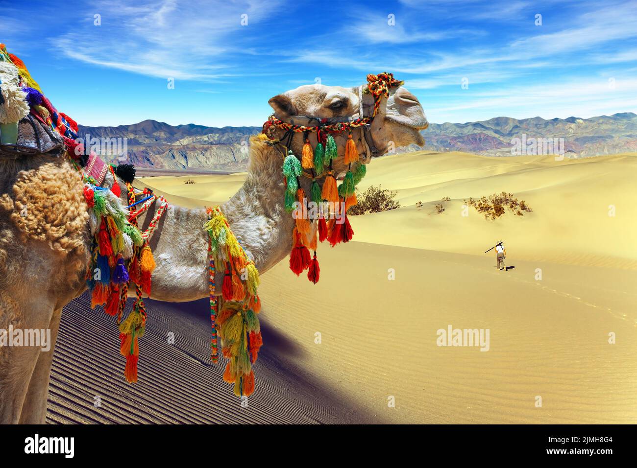 Well-groomed camel Stock Photo