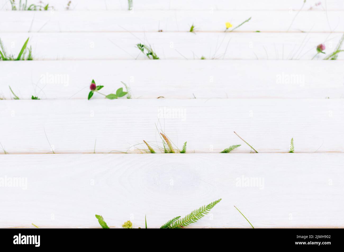summer house patio white wooden background grass Stock Photo
