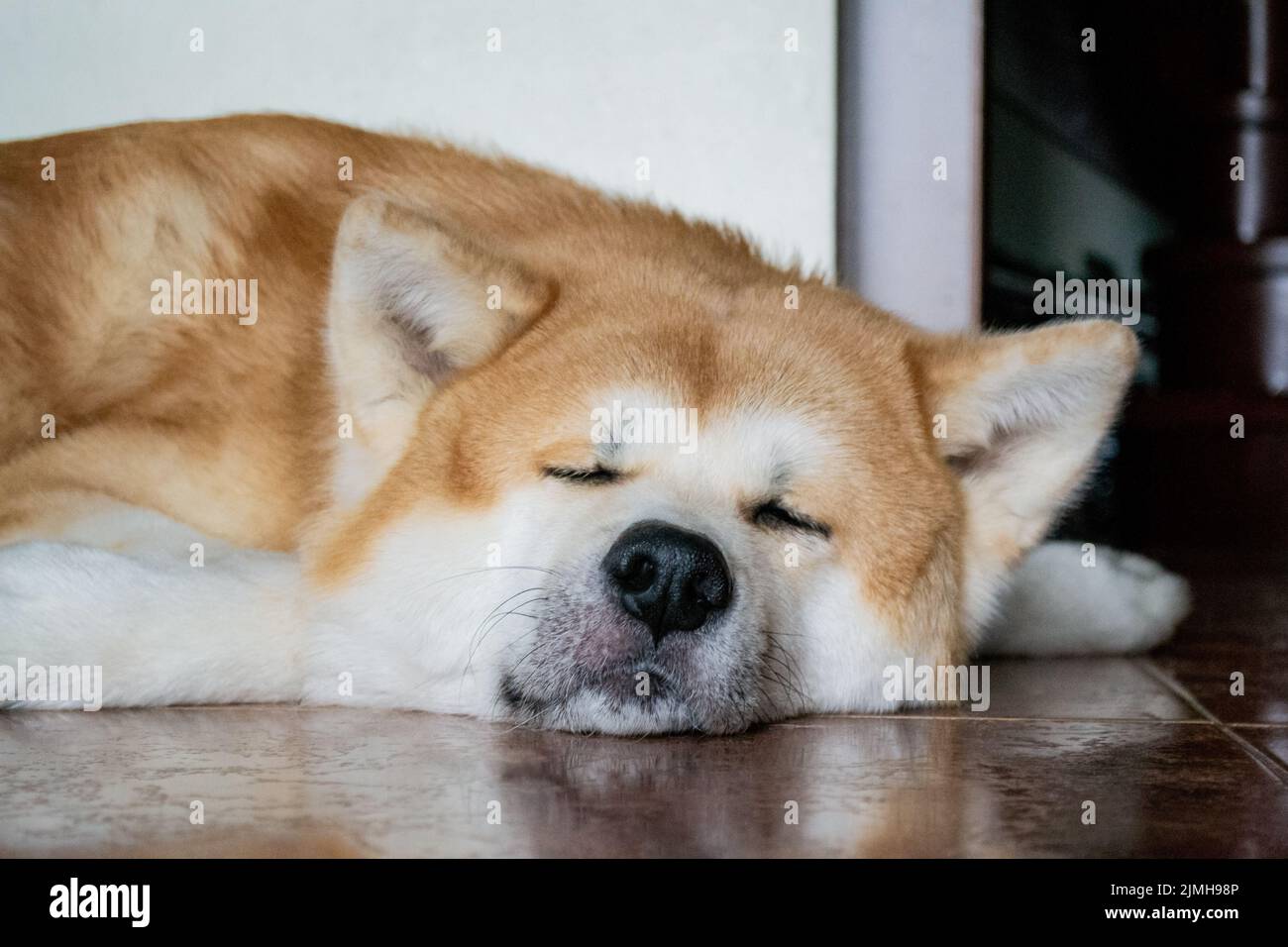 Close-up of the blurred muzzle of a large Akita Inu dog. The pet is napping, resting on the floor. Stock Photo